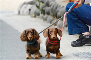 自然寺・看板犬