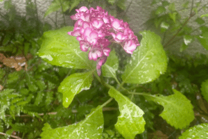 june flower jinenji