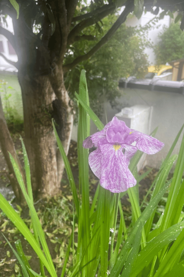 トップページ 55 welcome flower